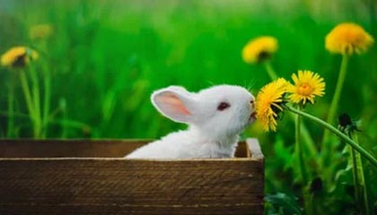 吐槽黄焖鸡不要点的博主被禁言：自称不是骑手，作品都是段子