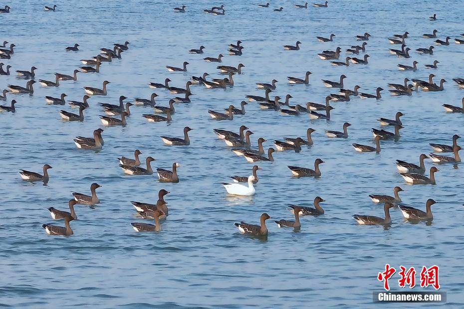 增至335种！衡水湖首次记录到国内罕见鸟类雪雁