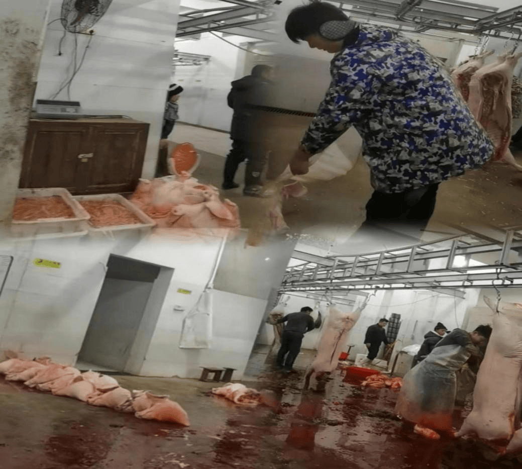 3·15报道｜安徽东至县一屠宰企业涉嫌食品安全管理漏洞引关注