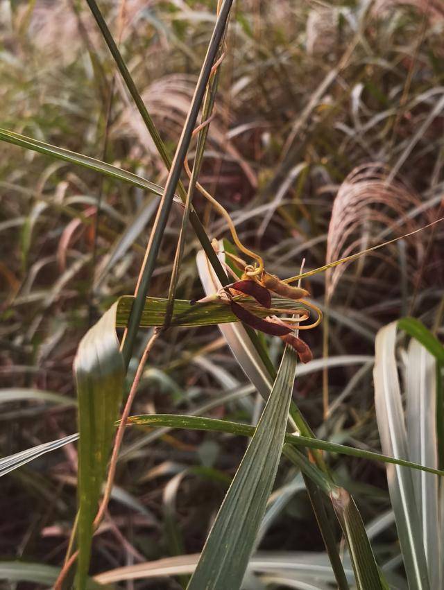 青岛再添野生大豆踪迹!南辛安河公园现群落生长,专家提醒“价值珍贵需保护”