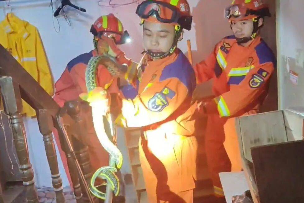 宁波一男子出门上班,打开鞋柜竟发现一条大蛇,消防:是菜花蛇,已带到野外放生