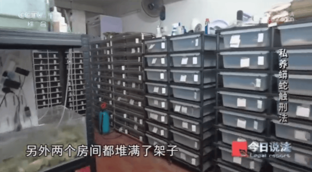 浙江男子在家里养300多条蟒蛇,涉案3000万,抓蛇现场,民警直呼毛骨悚然;男子:太痴迷了,感觉自己在造物