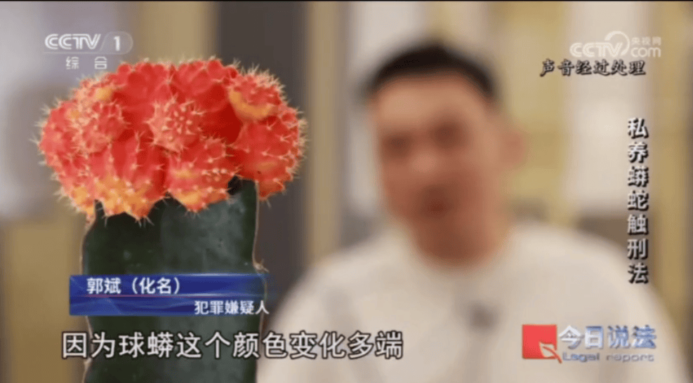 浙江男子在家里养300多条蟒蛇,涉案3000万,抓蛇现场,民警直呼毛骨悚然;男子:太痴迷了,感觉自己在造物