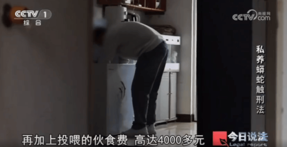 浙江男子在家里养300多条蟒蛇,涉案3000万,抓蛇现场,民警直呼毛骨悚然;男子:太痴迷了,感觉自己在造物