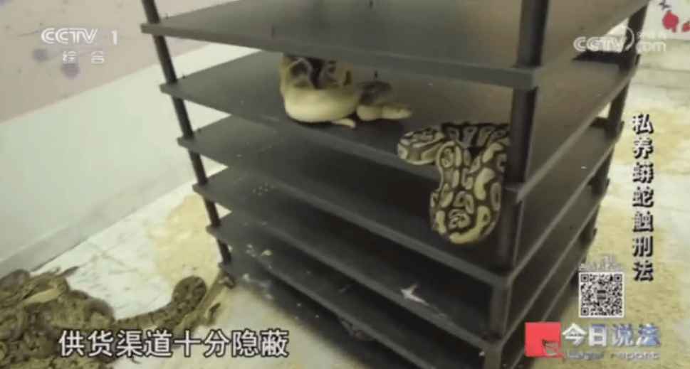 浙江男子在家里养300多条蟒蛇,涉案3000万,抓蛇现场,民警直呼毛骨悚然;男子:太痴迷了,感觉自己在造物