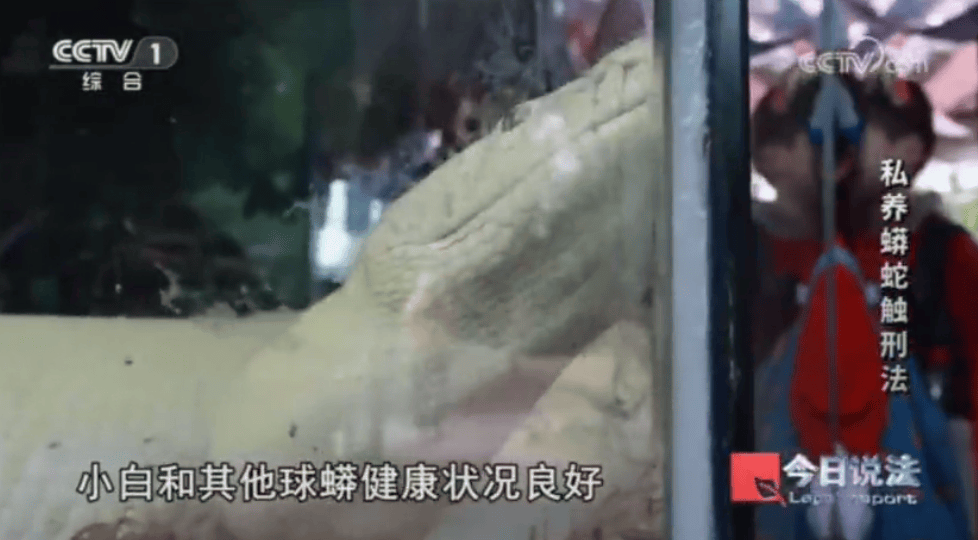 浙江男子在家里养300多条蟒蛇,涉案3000万,抓蛇现场,民警直呼毛骨悚然;男子:太痴迷了,感觉自己在造物