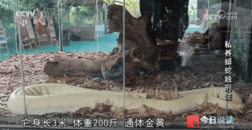 浙江男子在家里养300多条蟒蛇,涉案3000万,抓蛇现场,民警直呼毛骨悚然;男子:太痴迷了,感觉自己在造物
