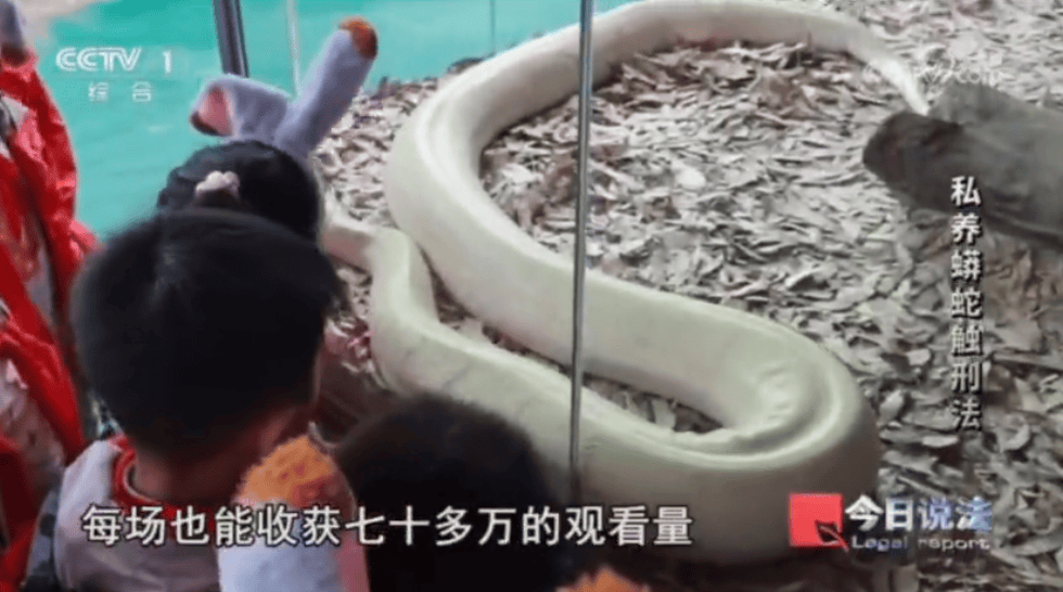浙江男子在家里养300多条蟒蛇,涉案3000万,抓蛇现场,民警直呼毛骨悚然;男子:太痴迷了,感觉自己在造物