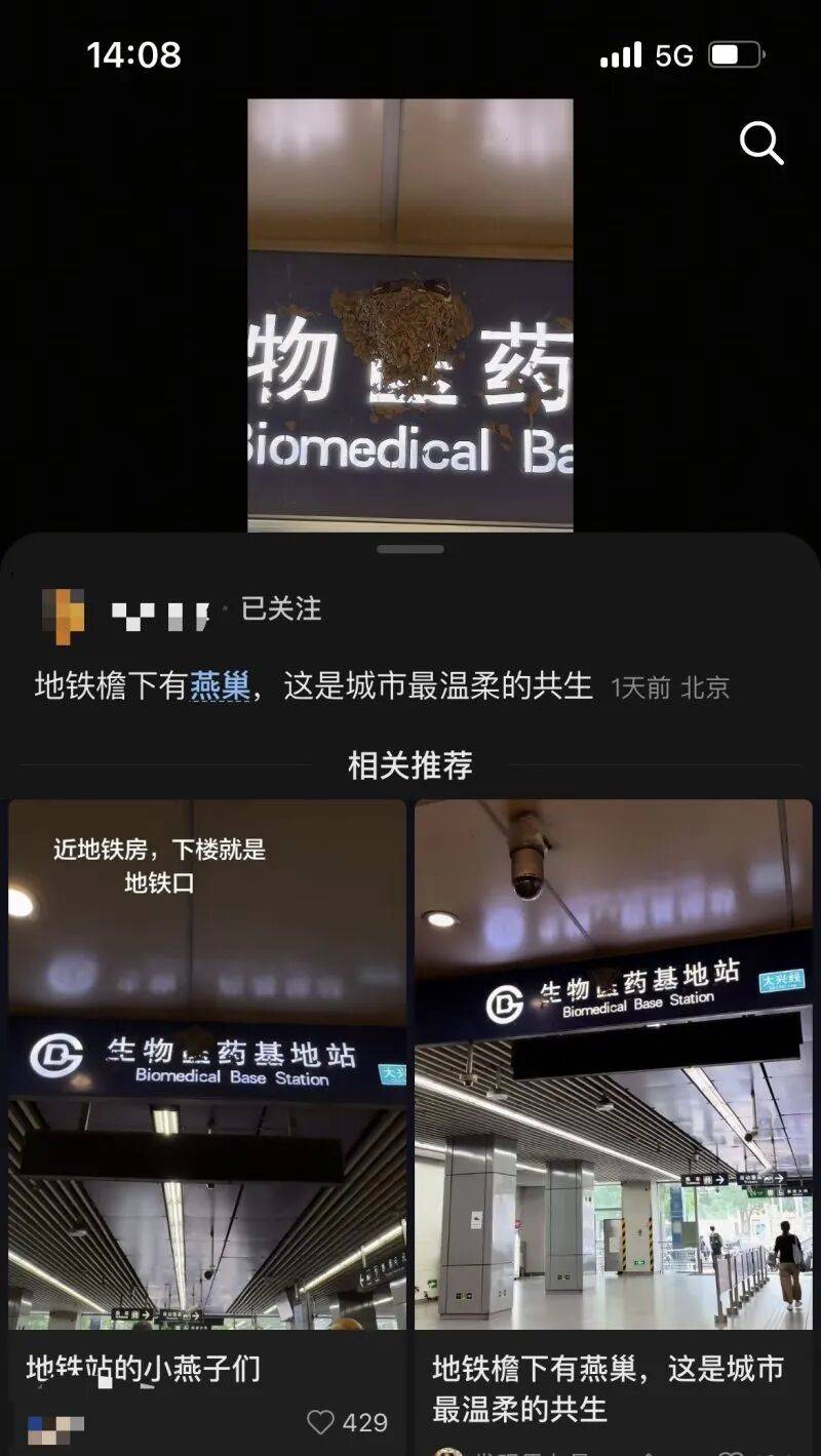北京一地铁站燕子在站牌上筑巢，车站方称不会清理